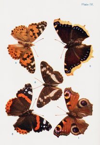 Différents types de papillons, illustration du livre Papillons, Mites et Autres Insectes et Créatures de la Campagne, publié en 1927